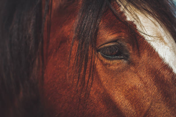 istock beautiful and smart horse look 1305510390