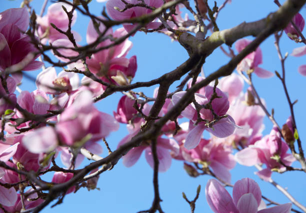 istock Magnolia tree in bloom. Branches full of white and pink flowers. Blue sky. Springtime 1305511080