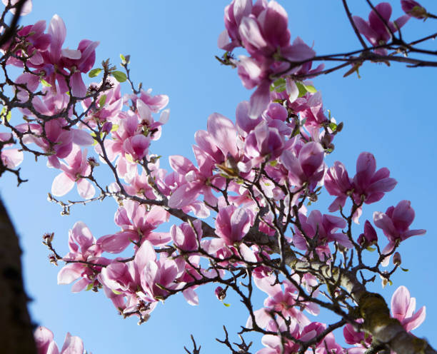 istock Magnolia tree in bloom. Branches full of white and pink flowers. Blue sky. Springtime 1305511271