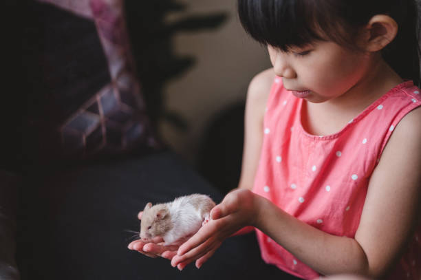 istock A girl hold a hamster in hands 1305511630