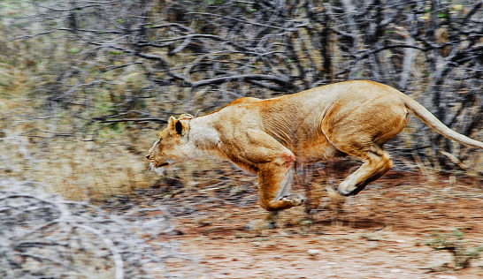 Side view of a lioness in action while chasing  her prey in the Serengeti National Park in Tanzania.