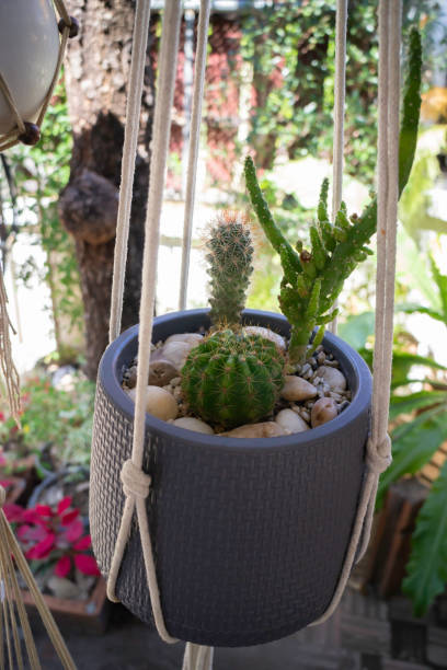 istock Indoors garden plant pot decoration 1305513919