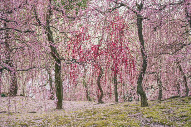 Weeping plum trees in full bloom Spring scenery of Plum grove in Kyoto, Japan kyoto city photos stock pictures, royalty-free photos & images