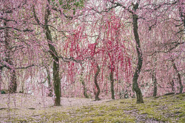 Spring scenery of Plum grove in Kyoto, Japan