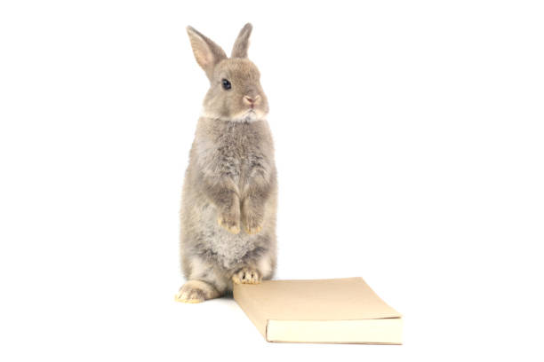 白い背景、かわいいバニー研究と学習、ペット教育と動物訓練の概念に隔離された本(知識、学習と勉強の象徴)で後ろ足に立っている愛らしいふわふわウサギ - bunny painting ストックフォトと画像