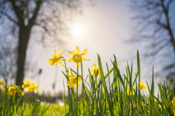 Daffodils in spring backlit by sun stock photo