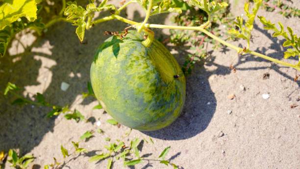 istock A photo of watermelon cultivation 1305516039