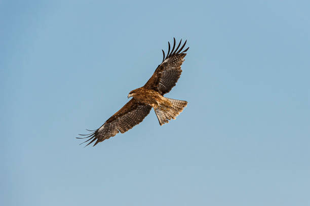 istock Black Eared Kite or black-eared kite, Milvus migrans lineatus, The Black Kite is a medium-sized bird of prey in the family Accipitridae. Kushiro, Hokkaido, Japan. Flying. 1305516854
