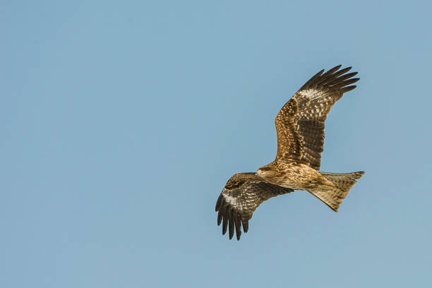 istock Black Eared Kite or black-eared kite, Milvus migrans lineatus, The Black Kite is a medium-sized bird of prey in the family Accipitridae. Kushiro, Hokkaido, Japan. Flying. 1305516856