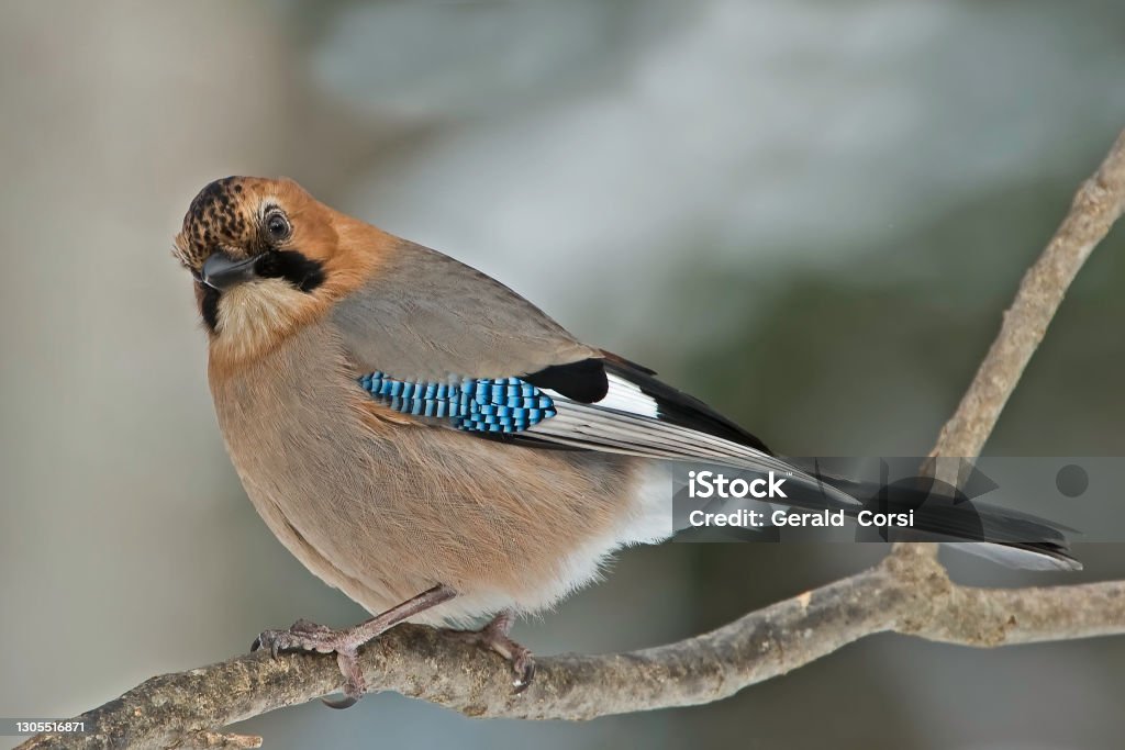 The Eurasian Jay, Garrulus glandarius, is a species of bird occurring over a vast region from Western Europe and north-west Africa to the eastern seaboard of Asia and down into south-east Asia.  The brandtii group with a large white wing-patch, redish hea The Eurasian Jay, Garrulus glandarius, is a species of bird occurring over a vast region from Western Europe and north-west Africa to the eastern seaboard of Asia and down into south-east Asia.  The brandtii group with a large white wing-patch, redish head, blackish face, grey mantle and scaled crown. Near Lake Kussharo, Hokkaido, Japan. Animal Wildlife Stock Photo