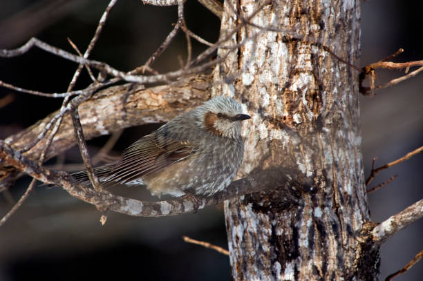 The Brown-eared Bulbul, Hypsipetes amaurotis or Microscelis amaurotis, is a medium-sized bulbul which is found from the Russian Far East, northeastern China, the Korean Peninsula, and Japan. Hokkaido Island, Japan, near Lake Kussharo. el bulbul de orejas marrones, hypsipetes amaurotis o microscelis amaurotis, es un bulbul de tamaño mediano que se encuentra en el extremo oriente ruso, el noreste de china, la península coreana y japón. isla hokkaido, japón, cerca del lago kussharo.
