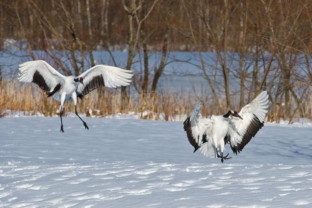 The Red-crowned Crane, Grus japonensis, also called the Japanese Crane or Manchurian Crane, is a large crane and is the second rarest crane in the world. One of the most endangered species of bird. Hokkaido, Japan, Akan Crane Center. Flying in the winter. la grúa coronada en rojo, grus japonensis, también llamada grúa japonesa o grúa manchuriana, es una grúa grande y es la segunda grúa más rara del mundo. una de las especies de aves más amenazadas. hokkaido, japón, akan crane center. volando
