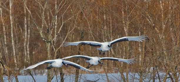 The Red-crowned Crane, Grus japonensis, also called the Japanese Crane or Manchurian Crane, is a large crane and is the second rarest crane in the world. One of the most endangered species of bird. Hokkaido, Japan, Akan Crane Center. Flying in the winter. la grúa coronada en rojo, grus japonensis, también llamada grúa japonesa o grúa manchuriana, es una grúa grande y es la segunda grúa más rara del mundo. una de las especies de aves más amenazadas. hokkaido, japón, akan crane center. volando
