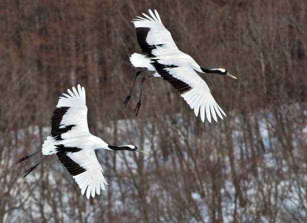 The Red-crowned Crane, Grus japonensis, also called the Japanese Crane or Manchurian Crane, is a large crane and is the second rarest crane in the world. One of the most endangered species of bird. Hokkaido, Japan, Akan Crane Center. Flying in the winter. la grúa coronada en rojo, grus japonensis, también llamada grúa japonesa o grúa manchuriana, es una grúa grande y es la segunda grúa más rara del mundo. una de las especies de aves más amenazadas. hokkaido, japón, akan crane center. volando