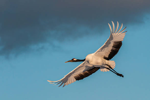 The Red-crowned Crane, Grus japonensis, also called the Japanese Crane or Manchurian Crane, is a large crane and is the second rarest crane in the world. One of the most endangered species of bird. Hokkaido, Japan, Akan Crane Center. Flying in the winter. la grúa coronada en rojo, grus japonensis, también llamada grúa japonesa o grúa manchuriana, es una grúa grande y es la segunda grúa más rara del mundo. una de las especies de aves más amenazadas. hokkaido, japón, akan crane center. volando
