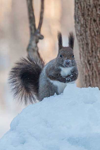 The red squirrel, Eurasian red squirrel or Ezo Red Squirrel, Sciurus vulgaris, is a species of tree squirrel. A tree-dwelling omnivorous rodent, the red squirrel is common throughout Eurasia. On Hokkaido Island the subspecies is orientis. Near Lake Kussharo, Hokkaido Island, Japan. Winter with snow. la ardilla roja, ardilla roja euroasiática o ardilla roja ezo, sciurus vulgaris, es una especie de ardilla de árbol. un roedor omnívoro que habita en un árbol, la ardilla roja es común en toda eurasia. en la isla de hokkaido la subespecie es orientis