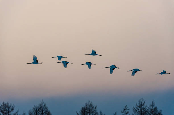 The Red-crowned Crane, Grus japonensis, also called the Japanese Crane or Manchurian Crane, is a large crane and is the second rarest crane in the world. One of the most endangered species of bird. Hokkaido, Japan, Akan Crane Center. Flying in the winter. la grúa coronada en rojo, grus japonensis, también llamada grúa japonesa o grúa manchuriana, es una grúa grande y es la segunda grúa más rara del mundo. una de las especies de aves más amenazadas. hokkaido, japón, akan crane center. volando