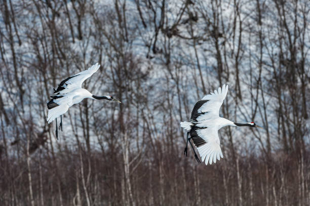The Red-crowned Crane, Grus japonensis, also called the Japanese Crane or Manchurian Crane, is a large crane and is the second rarest crane in the world. One of the most endangered species of bird. Hokkaido, Japan, Akan Crane Center. Flying in the winter. la grúa coronada en rojo, grus japonensis, también llamada grúa japonesa o grúa manchuriana, es una grúa grande y es la segunda grúa más rara del mundo. una de las especies de aves más amenazadas. hokkaido, japón, akan crane center. volando