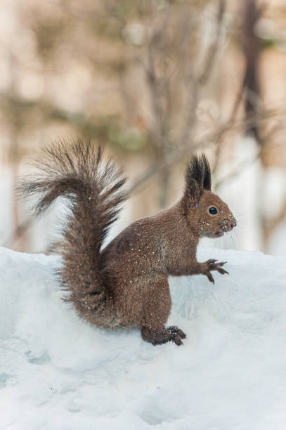 The red squirrel, Eurasian red squirrel or Ezo Red Squirrel, Sciurus vulgaris, is a species of tree squirrel. A tree-dwelling omnivorous rodent, the red squirrel is common throughout Eurasia. On Hokkaido Island the subspecies is orientis. Near Lake Kussharo, Hokkaido Island, Japan. Winter with snow. la ardilla roja, ardilla roja euroasiática o ardilla roja ezo, sciurus vulgaris, es una especie de ardilla de árbol. un roedor omnívoro que habita en un árbol, la ardilla roja es común en toda eurasia. en la isla de hokkaido la subespecie es orientis