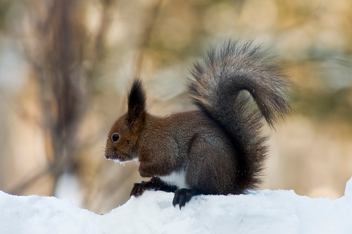 The red squirrel, Eurasian red squirrel or Ezo Red Squirrel, Sciurus vulgaris, is a species of tree squirrel. A tree-dwelling omnivorous rodent, the red squirrel is common throughout Eurasia.  On Hokkaido Island the subspecies is orientis. Near Lake Kussharo, Hokkaido Island, Japan. Winter with snow.
