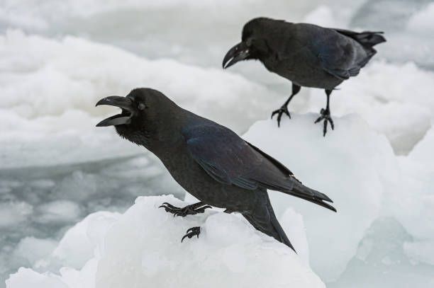 istock The Eastern Large-billed Crow, Corvus macrorhynchos japonensis, is also called the Jungle Crow , or Indian Corby.  They have a large bill and due to this they are also sometimes called Large-billed Crow or Thick-billed Crow. Hokkaido; Japan, Sea of Okhots 1305517251