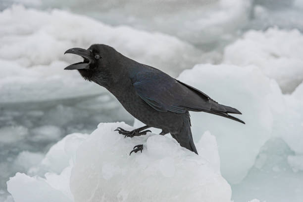 istock The Eastern Large-billed Crow, Corvus macrorhynchos japonensis, is also called the Jungle Crow , or Indian Corby.  They have a large bill and due to this they are also sometimes called Large-billed Crow or Thick-billed Crow. Hokkaido; Japan, Sea of Okhots 1305517363