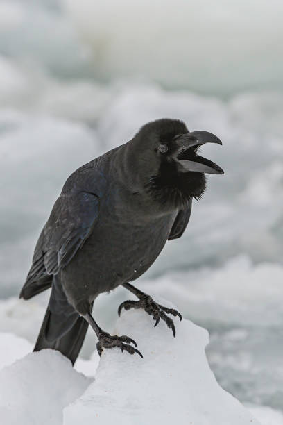 istock The Eastern Large-billed Crow, Corvus macrorhynchos japonensis, is also called the Jungle Crow , or Indian Corby.  They have a large bill and due to this they are also sometimes called Large-billed Crow or Thick-billed Crow. Hokkaido; Japan, Sea of Okhots 1305517420