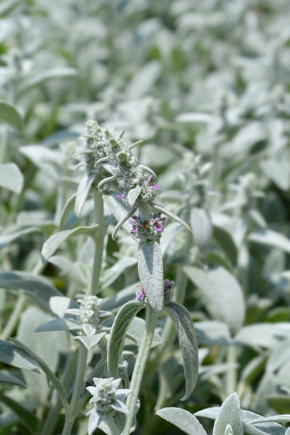 Lambs ears Silver Carpet Lambs ears Silver Carpet - Latin name - Stachys byzantina Silver Carpet big ears stock pictures, royalty-free photos & images