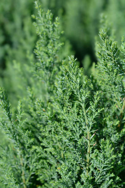 istock Lawsons Cypress Ellwoodii 1305518366