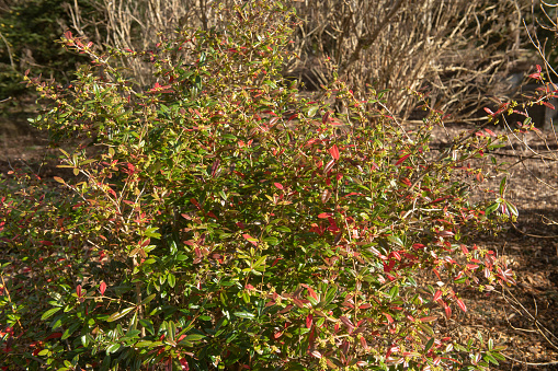Berberis julianae is a Flowering Evergreen Plant Native to Central China