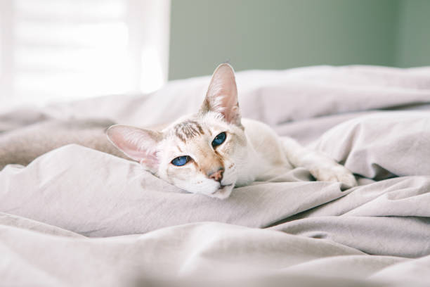 Beautiful blue-eyed oriental breed cat lying resting on bed at home looking at camera. Fluffy hairy domestic pet with blue eyes relaxing at home. Cute furry animal feline friend. Domestic life. stock photo