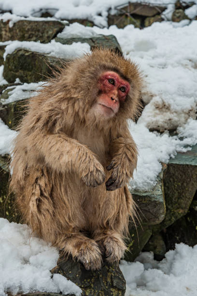 istock The Japanese Macaque, Macaca fuscata, also known as the Snow Monkey, is a terrestrial Old World monkey species native to Japan. Living in mountainous areas of Honshū, Japan.  In the winter with snow and  cold. Monkey park,  Honshu, Japan. 1305521248