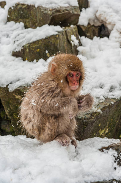 istock The Japanese Macaque, Macaca fuscata, also known as the Snow Monkey, is a terrestrial Old World monkey species native to Japan. Living in mountainous areas of Honshū, Japan.  In the winter with snow and  cold. Monkey park,  Honshu, Japan. 1305521249