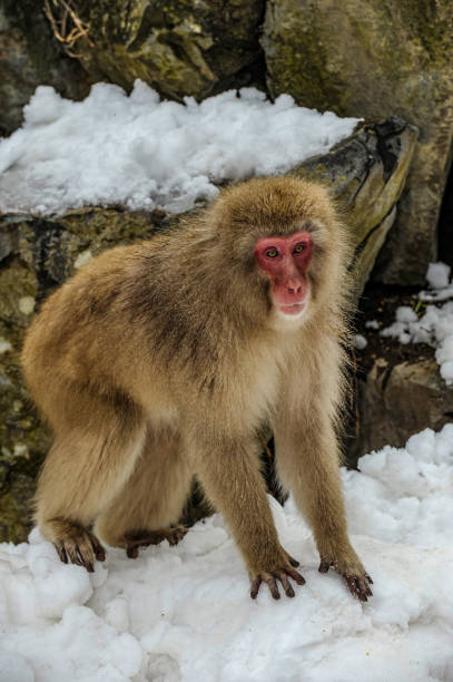 The Japanese Macaque, Macaca fuscata, also known as the Snow Monkey, is a terrestrial Old World monkey species native to Japan. Living in mountainous areas of Honshū, Japan. In the winter with snow and cold. Monkey park, Honshu, Japan. el macaco japonés, macaca fuscata, también conocido como el mono de nieve, es una especie de mono terrestre del viejo mundo nativa de japón. viviendo en zonas montañosas de honshū, japón. en invierno con nieve y frío. parque de monos, honshu, japó