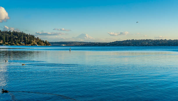 rainier z parku krajobraz 5 - lake washington zdjęcia i obrazy z banku zdjęć