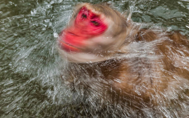 The Japanese Macaque, Macaca fuscata, also known as the Snow Monkey, is a terrestrial Old World monkey species native to Japan. Living in mountainous areas of Honshū, Japan.  In the winter with snow and  cold. Monkey park,  Honshu, Japan.