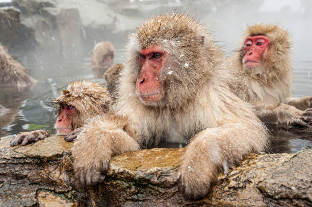 der japanische makaken (macaca fuscata), auch bekannt als schneeaffe, ist eine in japan beheimatete affenart der alten welt. leben in berggebieten von honshé, japan.  im winter mit schnee und kälte. jigokudani monkey park, honshu, japan. - makake stock-fotos und bilder