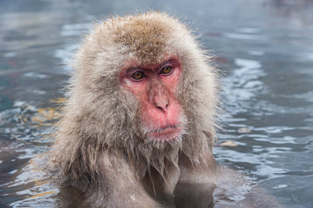 istock The Japanese Macaque, Macaca fuscata, also known as the Snow Monkey, is a terrestrial Old World monkey species native to Japan. Living in mountainous areas of Honshū, Japan.  In the winter with snow and  cold. Monkey park,  Honshu, Japan. 1305521323