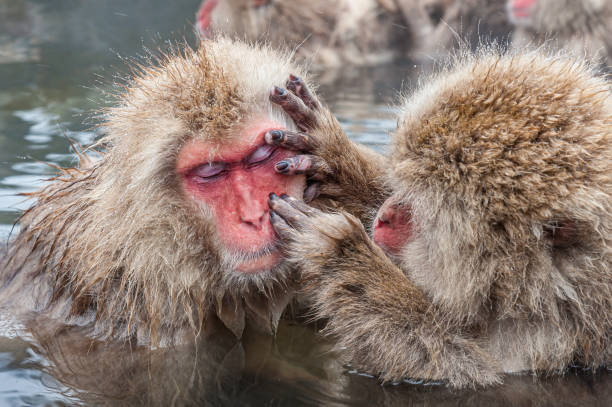 istock The Japanese Macaque, Macaca fuscata, also known as the Snow Monkey, is a terrestrial Old World monkey species native to Japan. Living in mountainous areas of Honshū, Japan.  In the winter with snow and  cold. Monkey park,  Honshu, Japan. 1305521341