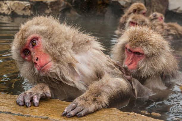istock The Japanese Macaque, Macaca fuscata, also known as the Snow Monkey, is a terrestrial Old World monkey species native to Japan. Living in mountainous areas of Honshū, Japan.  In the winter with snow and  cold. Monkey park,  Honshu, Japan. 1305521344