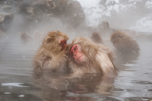 The Japanese Macaque, Macaca fuscata, also known as the Snow Monkey, is a terrestrial Old World monkey species native to Japan. Living in mountainous areas of Honshū, Japan.  In the winter with snow and  cold. Monkey park,  Honshu, Japan.