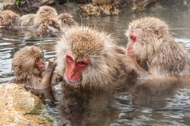 istock The Japanese Macaque, Macaca fuscata, also known as the Snow Monkey, is a terrestrial Old World monkey species native to Japan. Living in mountainous areas of Honshū, Japan.  In the winter with snow and  cold. Monkey park,  Honshu, Japan. 1305521372
