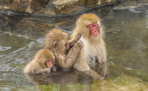 istock The Japanese Macaque, Macaca fuscata, also known as the Snow Monkey, is a terrestrial Old World monkey species native to Japan. Living in mountainous areas of Honshū, Japan.  In the winter with snow and  cold. Monkey park,  Honshu, Japan. 1305521401