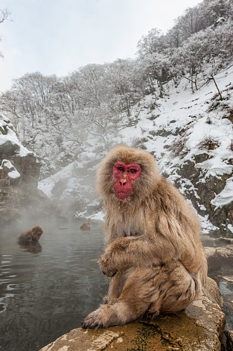 The Japanese Macaque, Macaca fuscata, also known as the Snow Monkey, is a terrestrial Old World monkey species native to Japan. Living in mountainous areas of Honshū, Japan.  In the winter with snow and  cold. Monkey park,  Honshu, Japan.