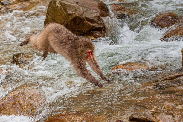The Japanese Macaque, Macaca fuscata, also known as the Snow Monkey, is a terrestrial Old World monkey species native to Japan. Living in mountainous areas of Honshū, Japan. In the winter with snow and cold. Monkey park, Honshu, Japan. el macaco japonés, macaca fuscata, también conocido como el mono de nieve, es una especie de mono terrestre del viejo mundo nativa de japón. viviendo en zonas montañosas de honshū, japón. en invierno con nieve y frío. parque de monos, honshu, japó