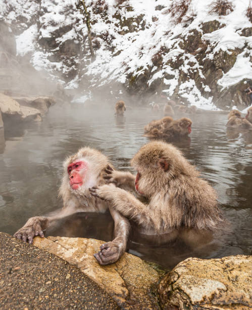 The Japanese Macaque, Macaca fuscata, also known as the Snow Monkey, is a terrestrial Old World monkey species native to Japan. Living in mountainous areas of Honshū, Japan.  In the winter with snow and  cold. Jigokudani Monkey park,  Honshu, Japan.