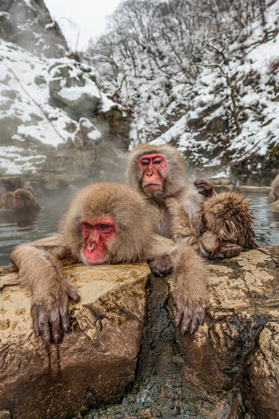 istock The Japanese Macaque, Macaca fuscata, also known as the Snow Monkey, is a terrestrial Old World monkey species native to Japan. Living in mountainous areas of Honshū, Japan.  In the winter with snow and  cold. Monkey park,  Honshu, Japan. 1305521984