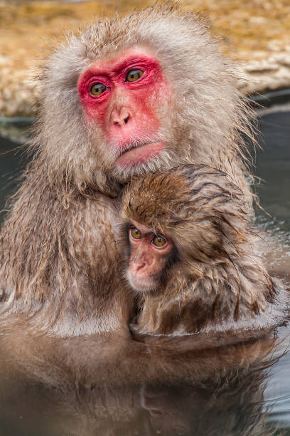 istock The Japanese Macaque, Macaca fuscata, also known as the Snow Monkey, is a terrestrial Old World monkey species native to Japan. Living in mountainous areas of Honshū, Japan.  In the winter with snow and  cold. Monkey park,  Honshu, Japan. 1305522022