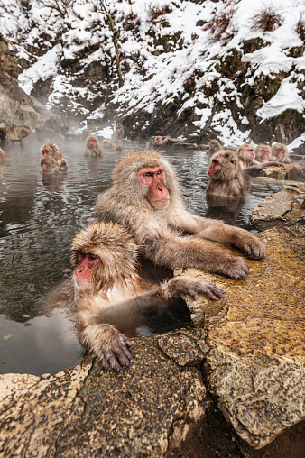 The Japanese Macaque, Macaca fuscata, also known as the Snow Monkey, is a terrestrial Old World monkey species native to Japan. Living in mountainous areas of Honshū, Japan.  In the winter with snow and  cold. Jigokudani Monkey park,  Honshu, Japan.