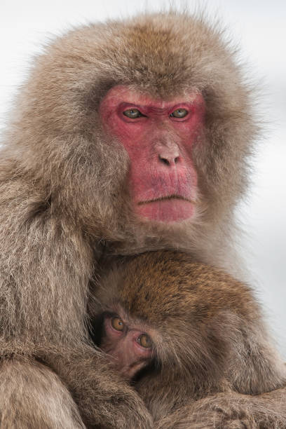 istock The Japanese Macaque, Macaca fuscata, also known as the Snow Monkey, is a terrestrial Old World monkey species native to Japan. Living in mountainous areas of Honshū, Japan.  In the winter with snow and  cold. Monkey park,  Honshu, Japan. 1305522097